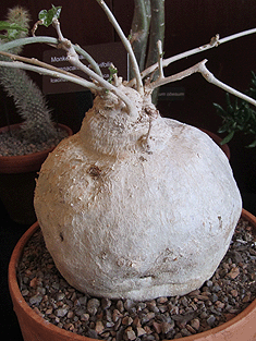 pyrencantha malvifolia